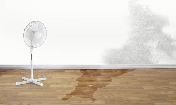 Best Carpet water damage restoration  in Waialua, HI